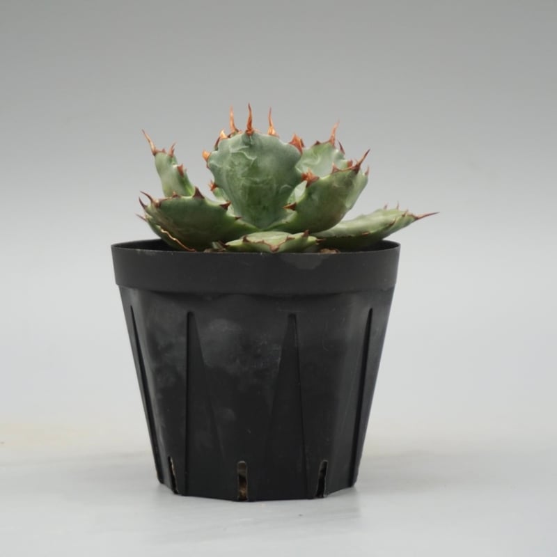 アガベ イシスメンシス 蝦蟹 Agave isthmensis | Sunny Branch