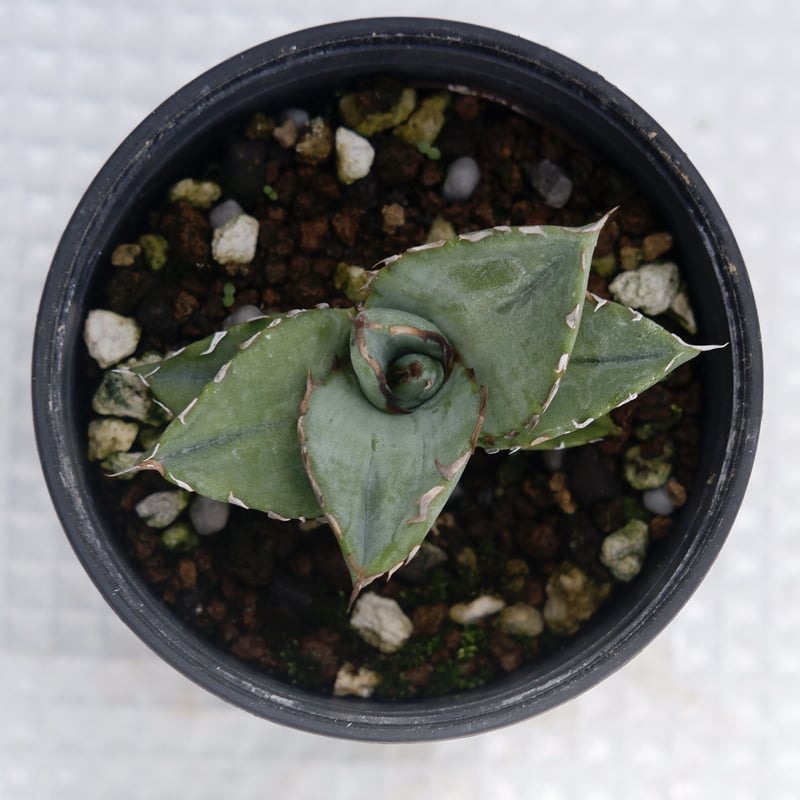 アガベ オテロイ 実生株 Agave oteroi seeding 017 | Sunny