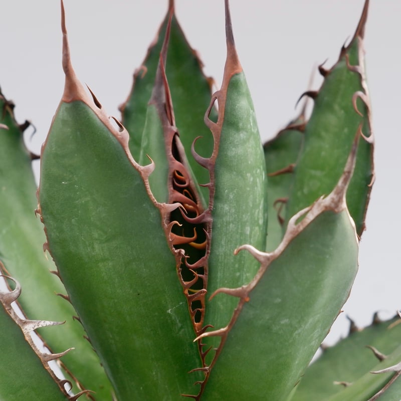 アガベ ホリダ 032 Agave horrida 強棘 | Sunny Branch