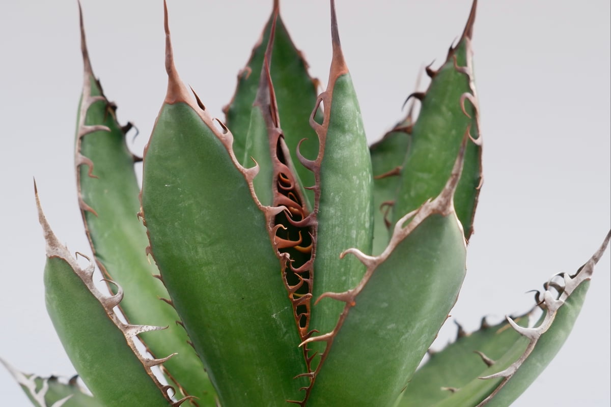 アガベ ホリダ 032 Agave horrida 強棘 | Sunny Branch