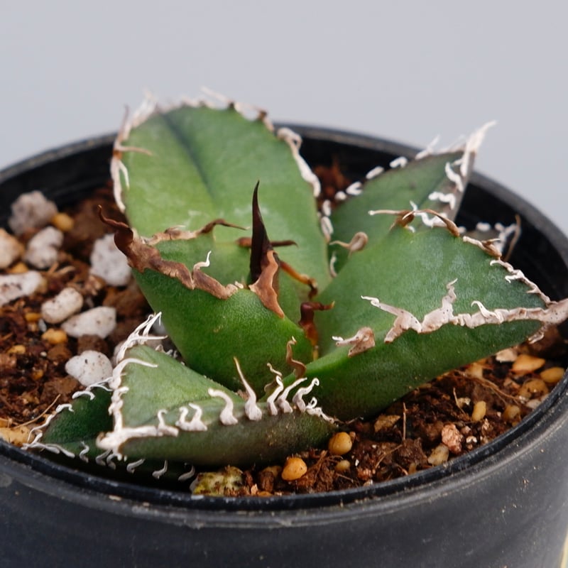 アガベ チタノタ シーザー Agave titanota caesar 082 | Sunny