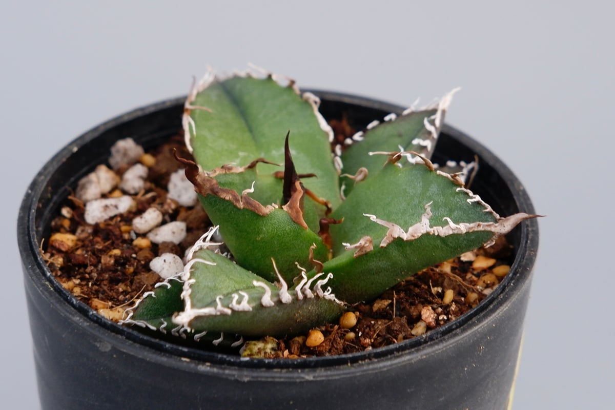 アガベ チタノタ シーザー Agave titanota caesar 082 | Sunny