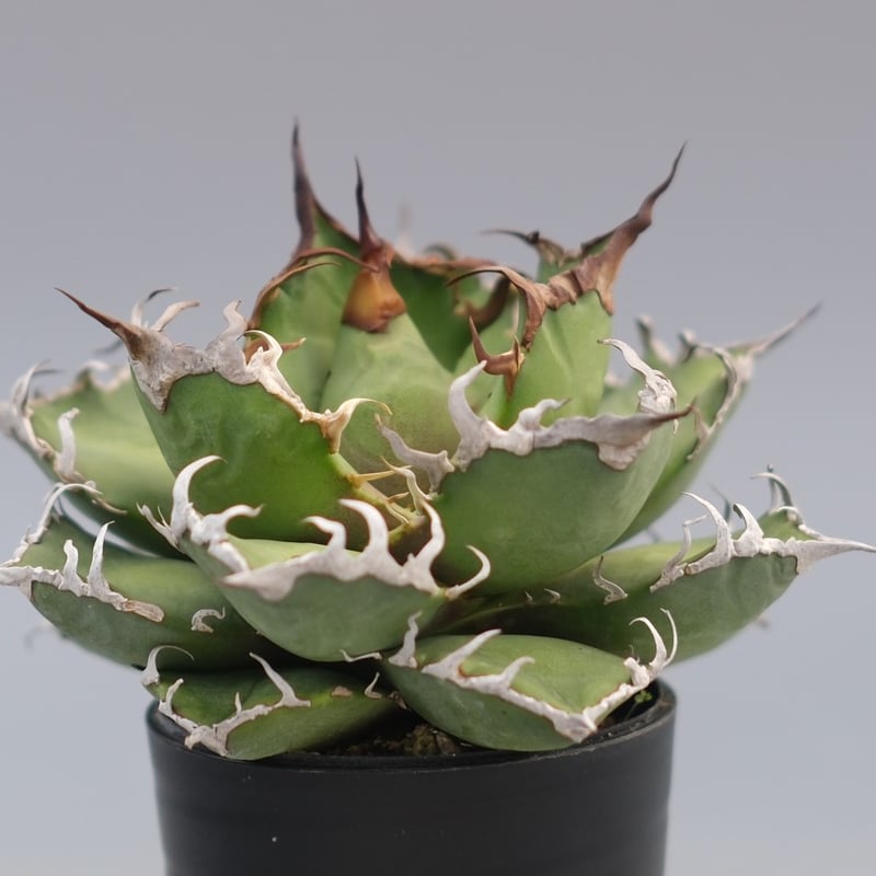 アガベ チタノタ シーザー Agave titanota caesar 196 | Sunny