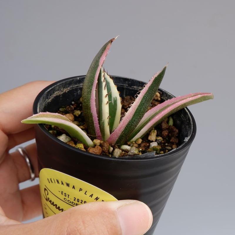 アガベ チタノタ スナグルトゥース Agave titanota Snaggle