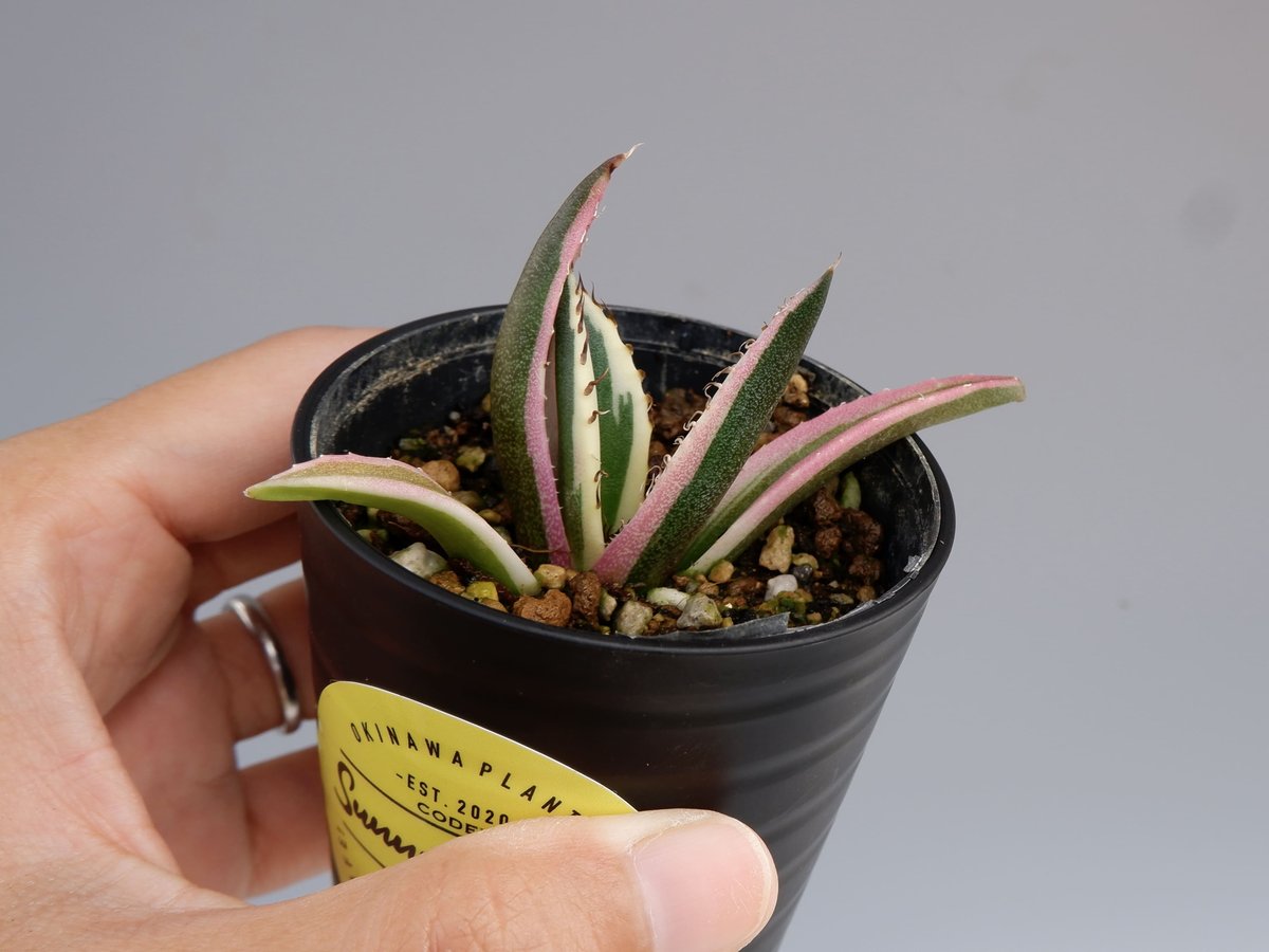 アガベ チタノタ スナグルトゥース Agave titanota Snaggle