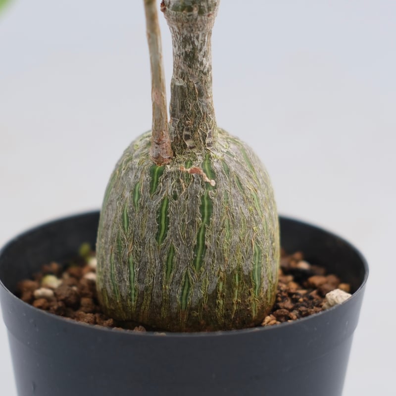 まんまる型 プセウド ボンバックス 050 Pseudobombax ellipticum |