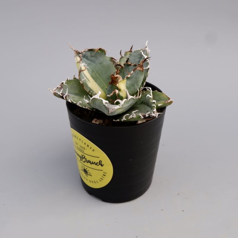 斑入り】アガベ チタノタ 白鯨 Agave titanota white whale 197