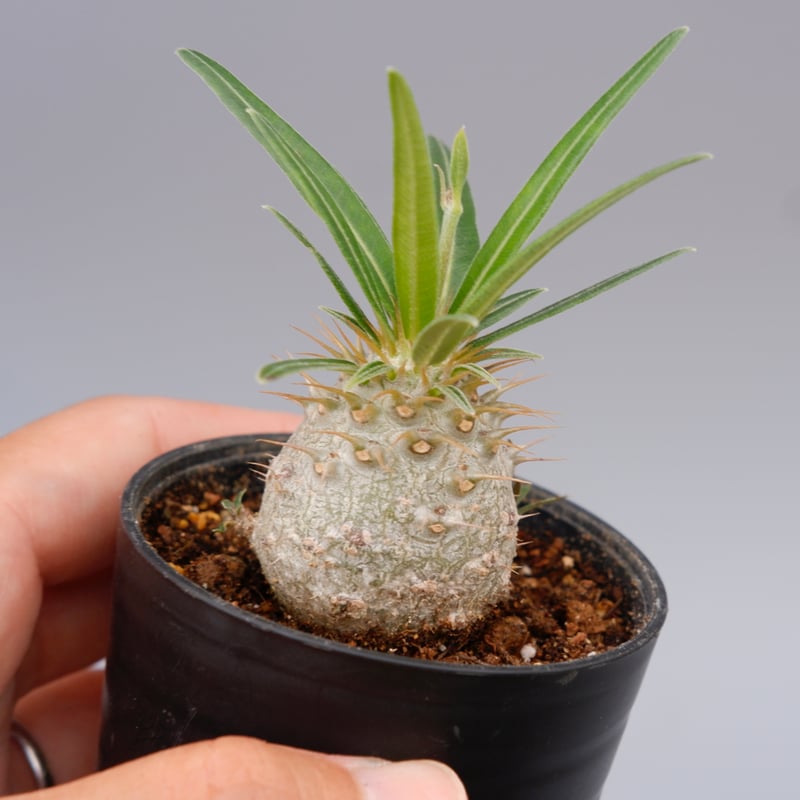 パキポディウム グラキリス 実生株 Pachypodium gracilius 048 | S