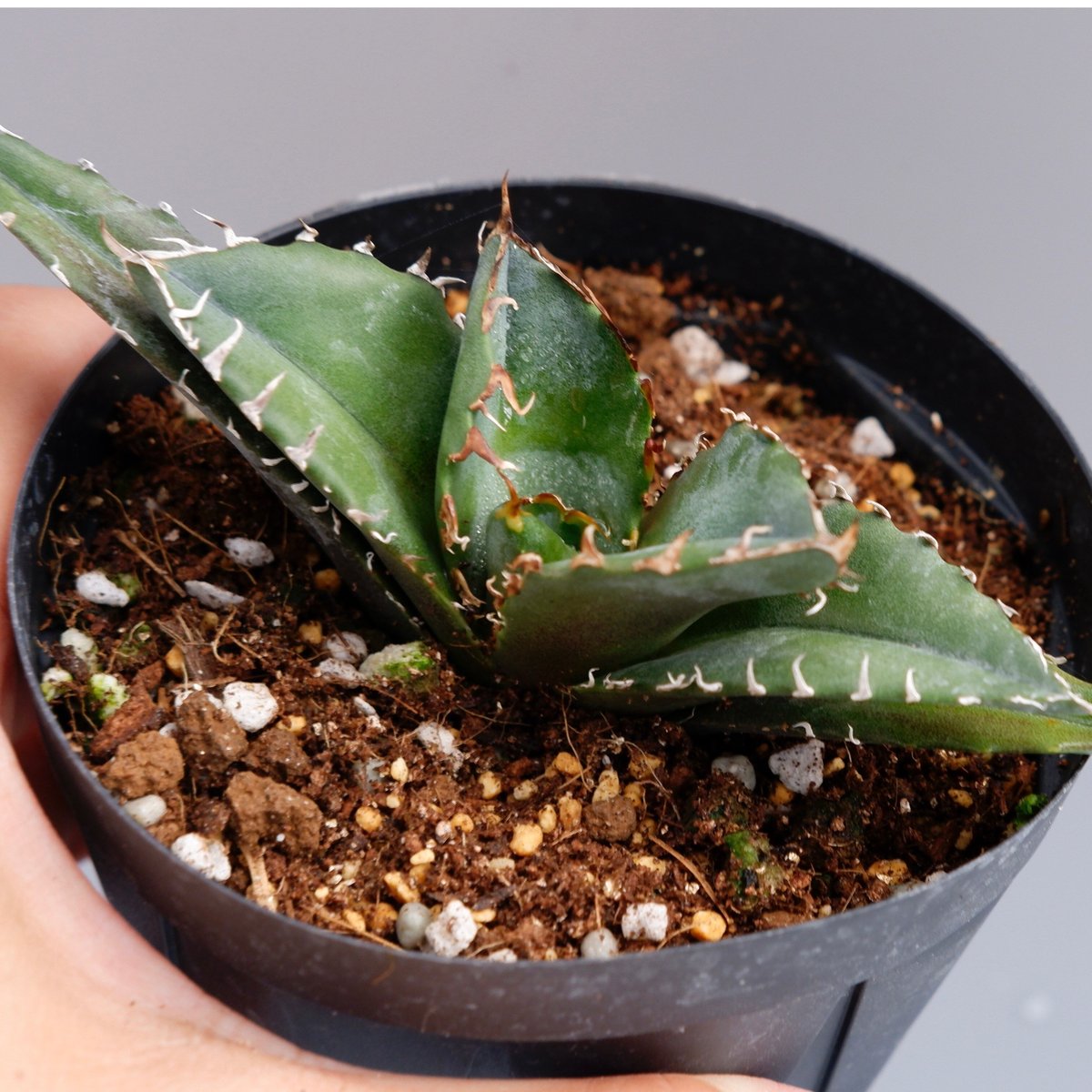 安価 白鯨 アガベ チタノタ Agave オテロイ 植物/観葉植物