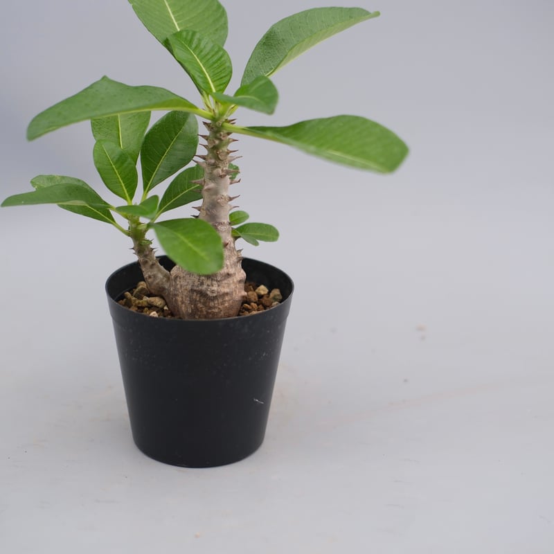 ウィンゾリー実生 パキポディウム ウィンゾリー 実生株 062 Pachypodium windsorii