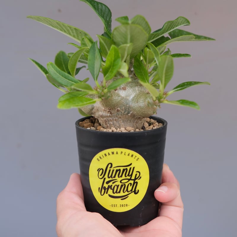 パキポディウム ウィンゾリー 実生株 094 Pachypodium windsorii |