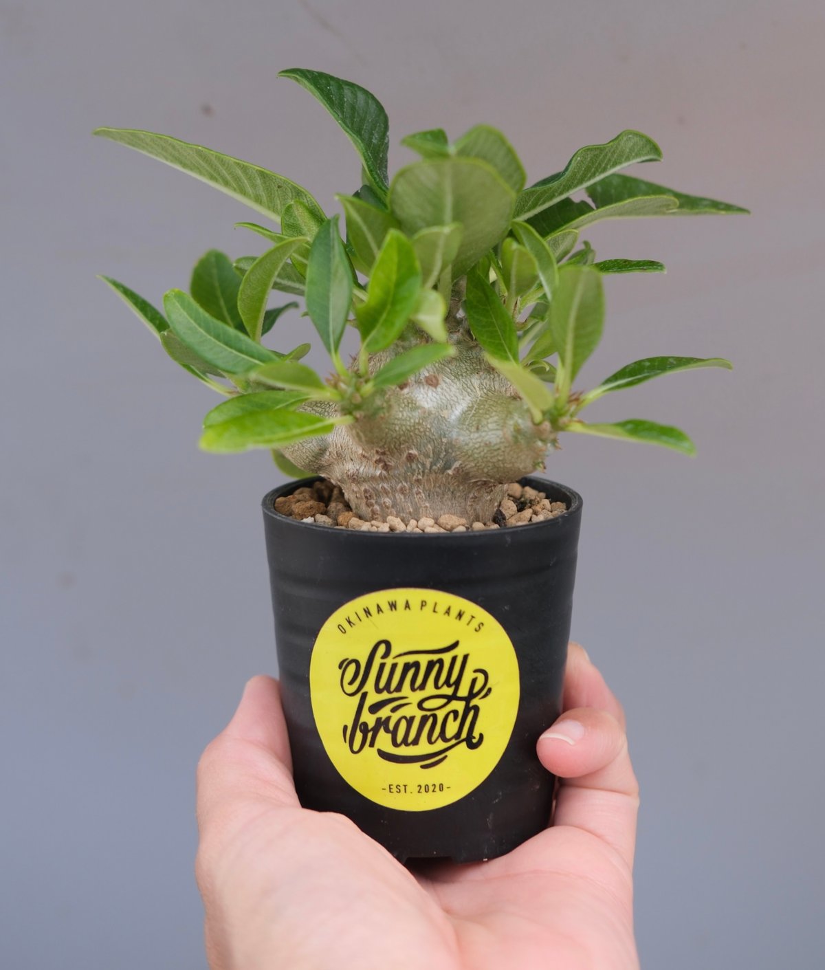 ウィンゾリー パキポディウム 国内実生株2 パキポディウム ウィンゾリー 実生株 094 Pachypodium windsorii |