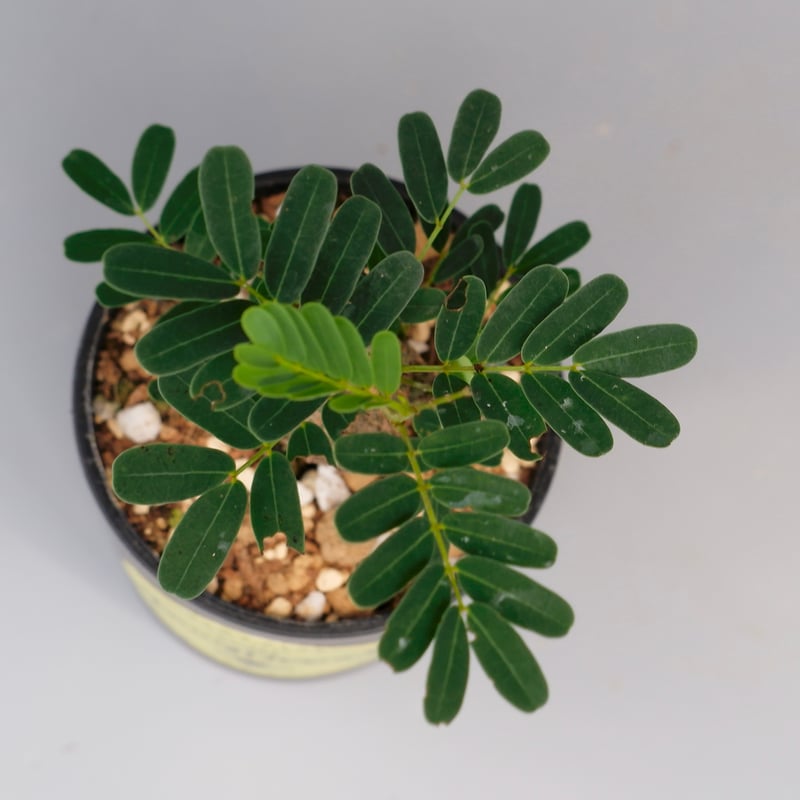 センナ メリディオナリス 実生株 Senna meridionalis 005 | Sunny センナ メリディオナリス 実生株 Senna meridionalis 005 | Sunny