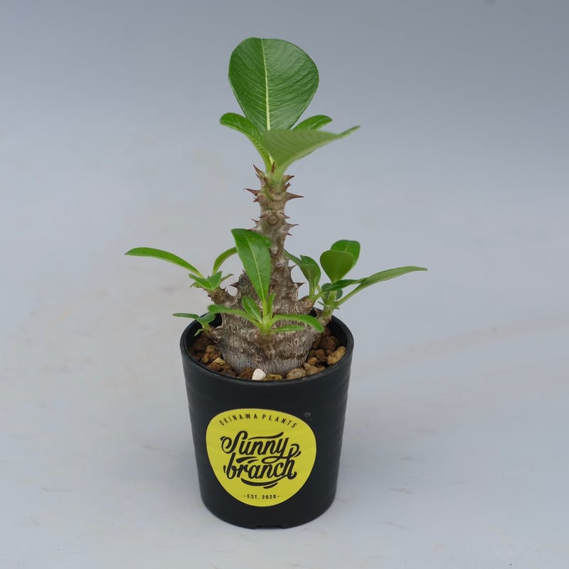 パキポディウム ウィンゾリー 実生株 053 Pachypodium windsorii |