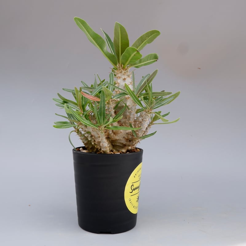 パキポディウム カクチペス 実生株 016 Pachypodium cactipes | Su