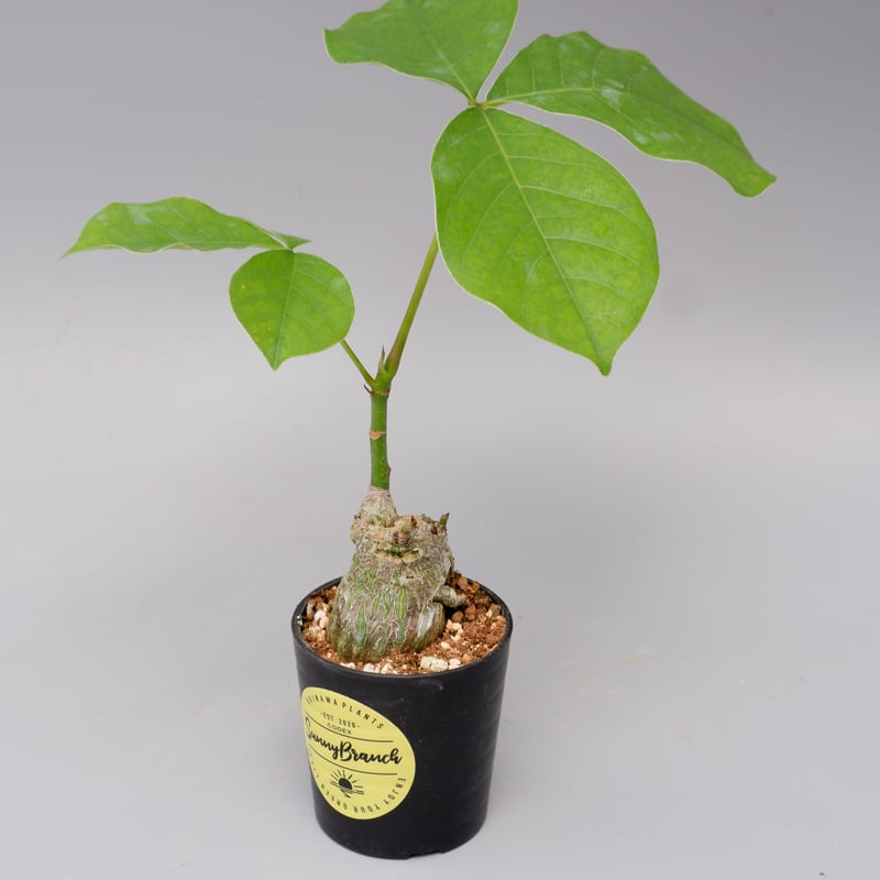 【最終値下げ】　ボンバックス ボンバックス・エリプティクム | 多肉植物・特別な鉢の販売