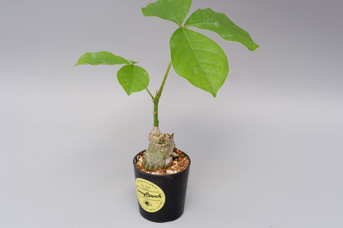 PSEUDOBOMBAXプセウドボンバックス 3号 置き鉢 - GREENLife JOURNAL
