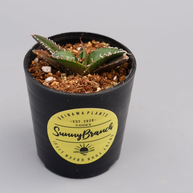 アガベ チタノタ シーザー Agave titanota caesar 076 | Sunny