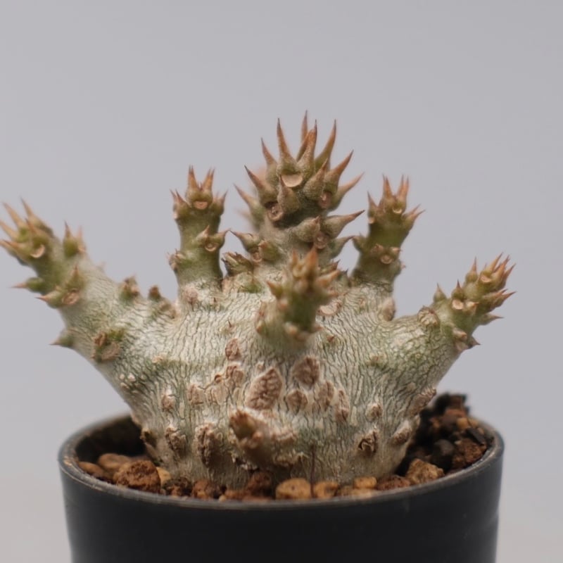 パキポディウム ウィンゾリー 実生株 128 Pachypodium windsorii |