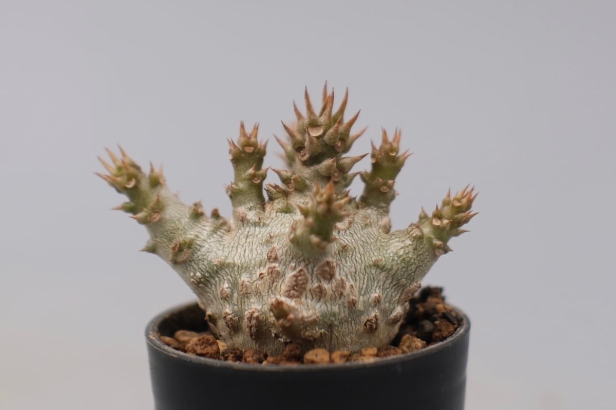 パキポディウム ウィンゾリー 実生株 128 Pachypodium windsorii |