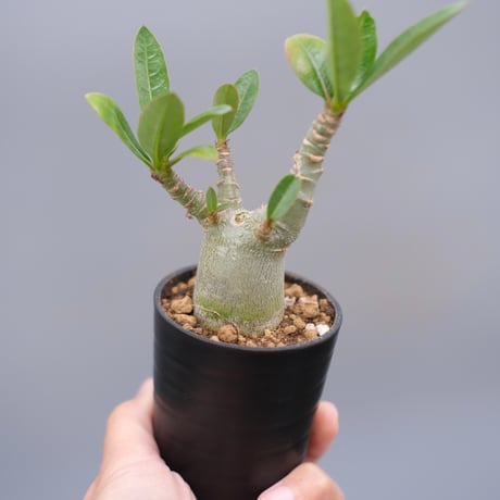 adeniumarabicum | STORES