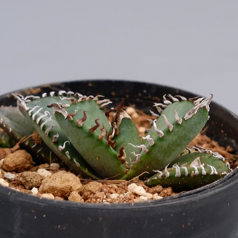 アガベ オテロイ 実生株 Agave oteroi seeding 085 | Sunny