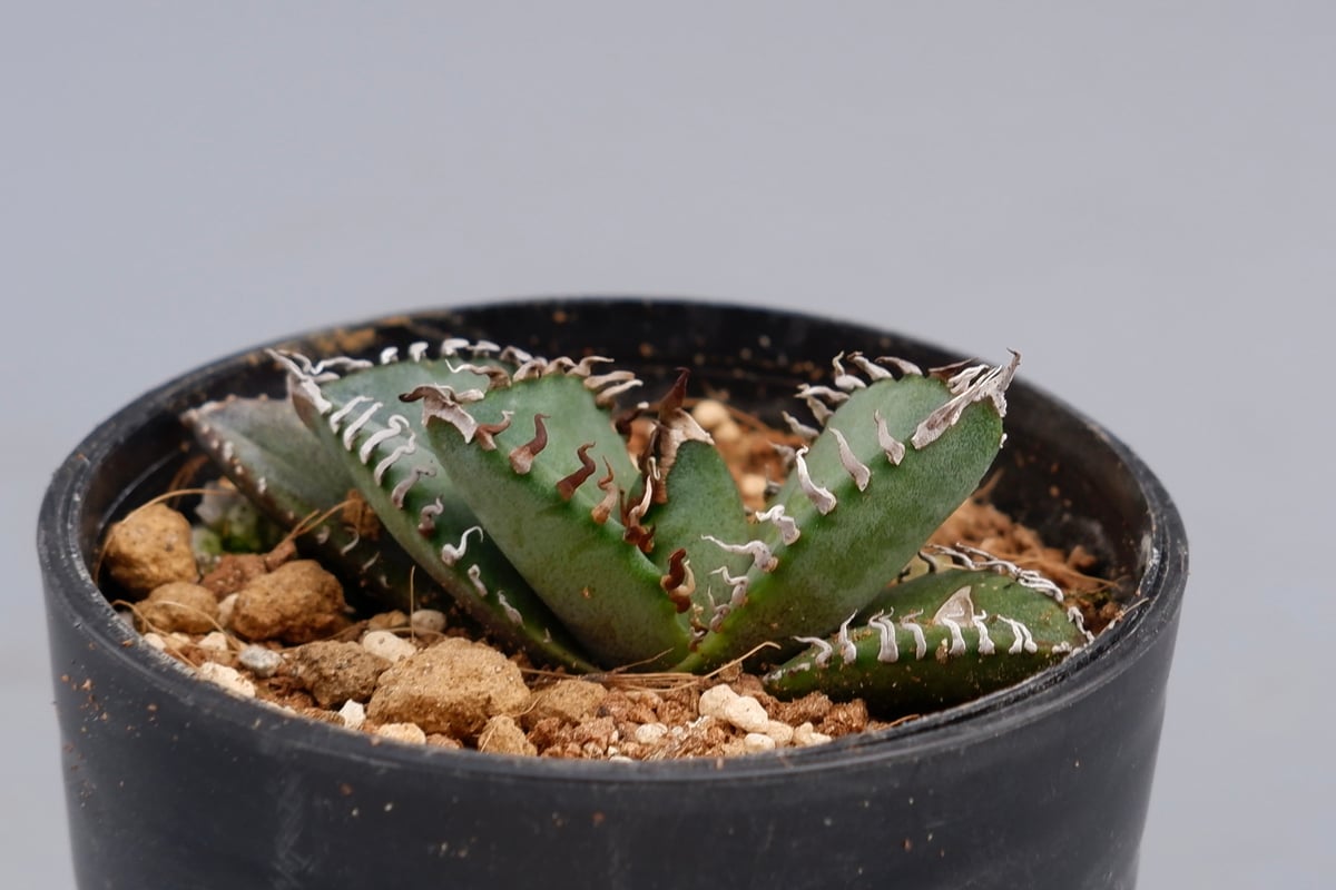 【oteroi seedling 】アガベ オテロイ実生苗 アガベ オテロイ 実生 Oteroi seedling - メルカリ