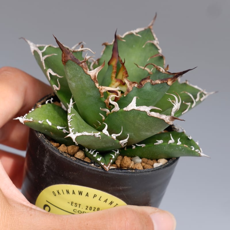 アガベ チタノタ シーザー Agave titanota caesar 126 | Sunny