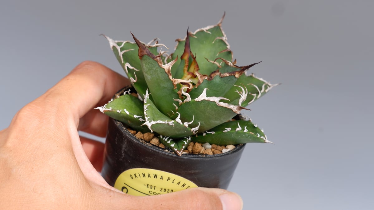 アガベ チタノタ シーザー Agave titanota caesar 126 | Sunny
