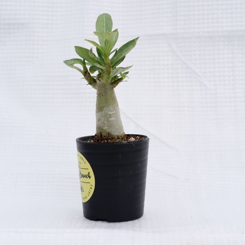 アデニウム ブラックソマレンセ 実生株 Adenium somalense var. blac