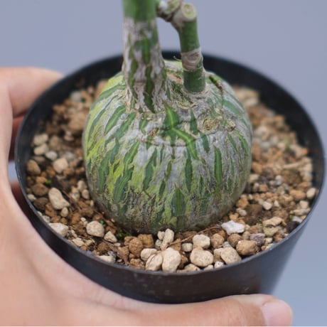 プセウドボンバックスエリプティクム | STORES