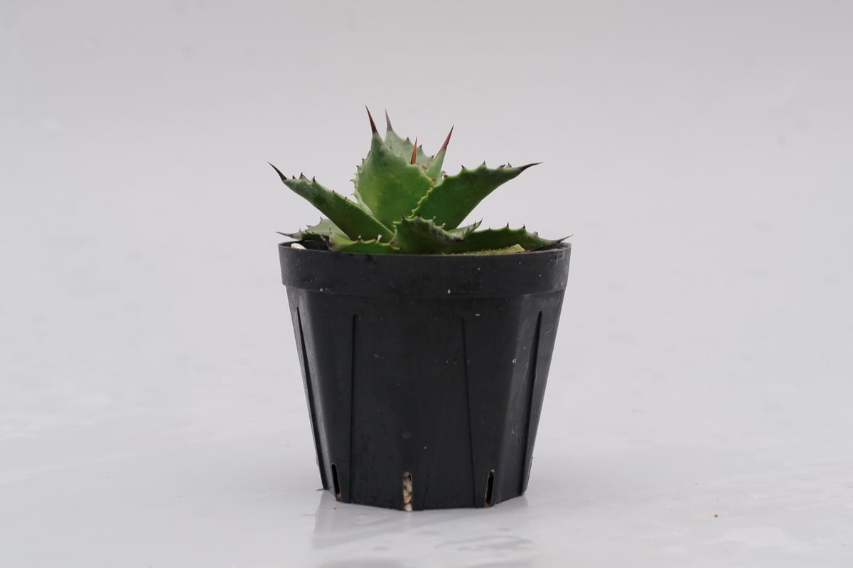 アガベ　サロモニー　マグニフィカ アガベ サロモニー・アガベ マグニフィカ 001 Agave salomonii Agave