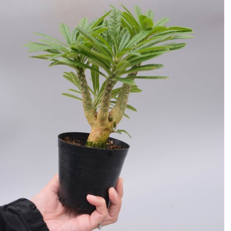 ドルステニアギガス | STORES