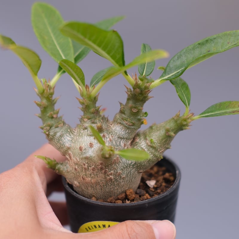 パキポディウム ウィンゾリー 実生株 101 Pachypodium windsorii |
