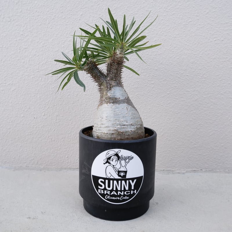 パキポディウム グラキリス013 Pachypodium grachilius【発根済み】