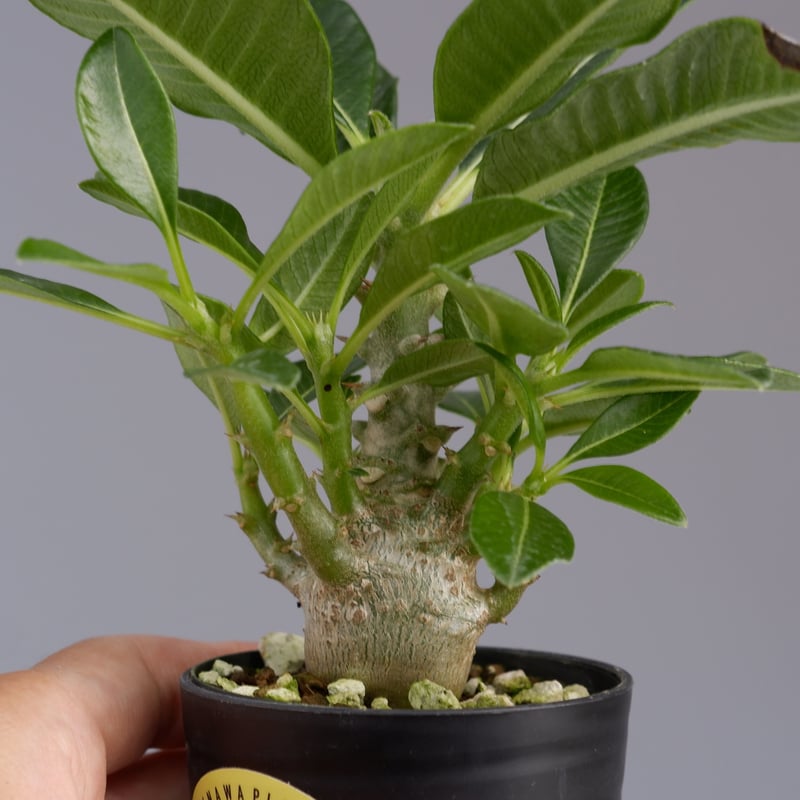 パキポディウム ウィンゾリー 009 Pachypodium windsorii | Sunn