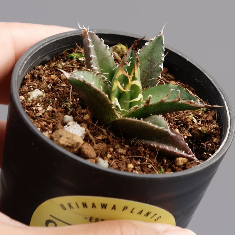 アガベ チタノタ シーザー Agave titanota caesar 037 | Sunny