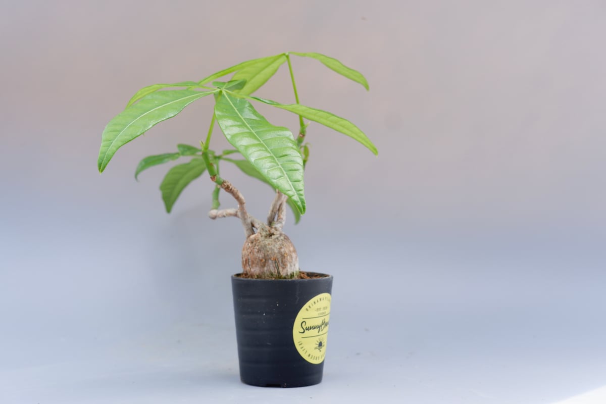 パキラ♪ 楽天市場】パキラ（編込み）6号(18cm)鉢 実生 観葉植物 室内