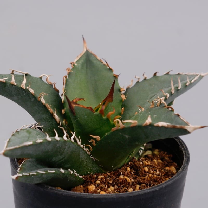 アガベ オテロイ 実生株 Agave oteroi seeding 057 | Sunny