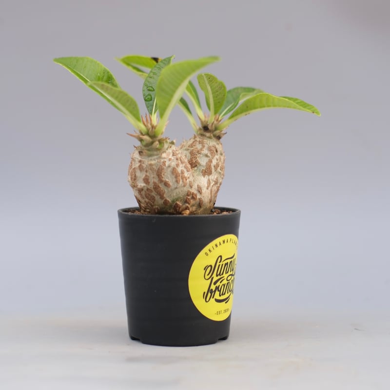 パキポディウム ウィンゾリー 実生株 089 Pachypodium windsorii |