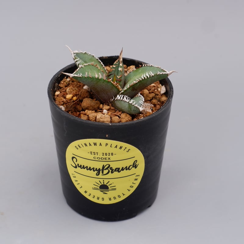 アガベ オテロイ 実生株 Agave oteroi seeding 092 | Sunny