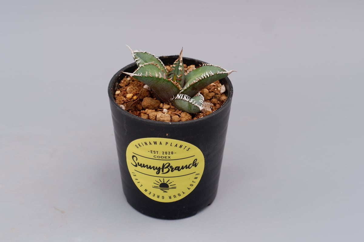 アガベ オテロイ 実生株 Agave oteroi seeding 092 | Sunny