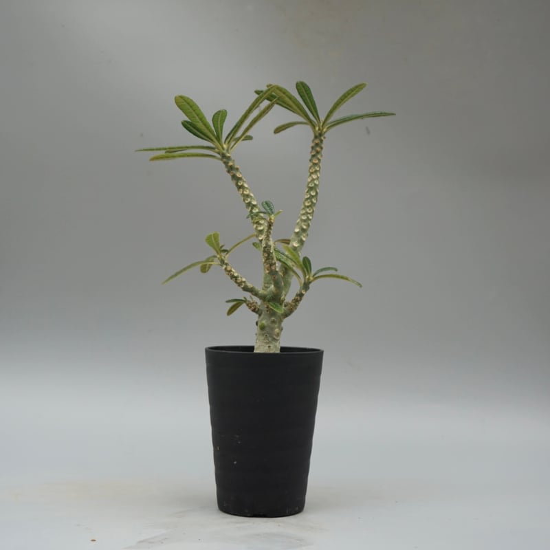 ドルステニア ギガス033 Dorstenia gigas | Sunny Branch