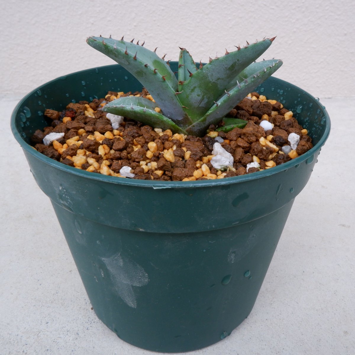 アガベ チタノタブルー 実生 5 Agave titanota Blue チタノタ ブルー