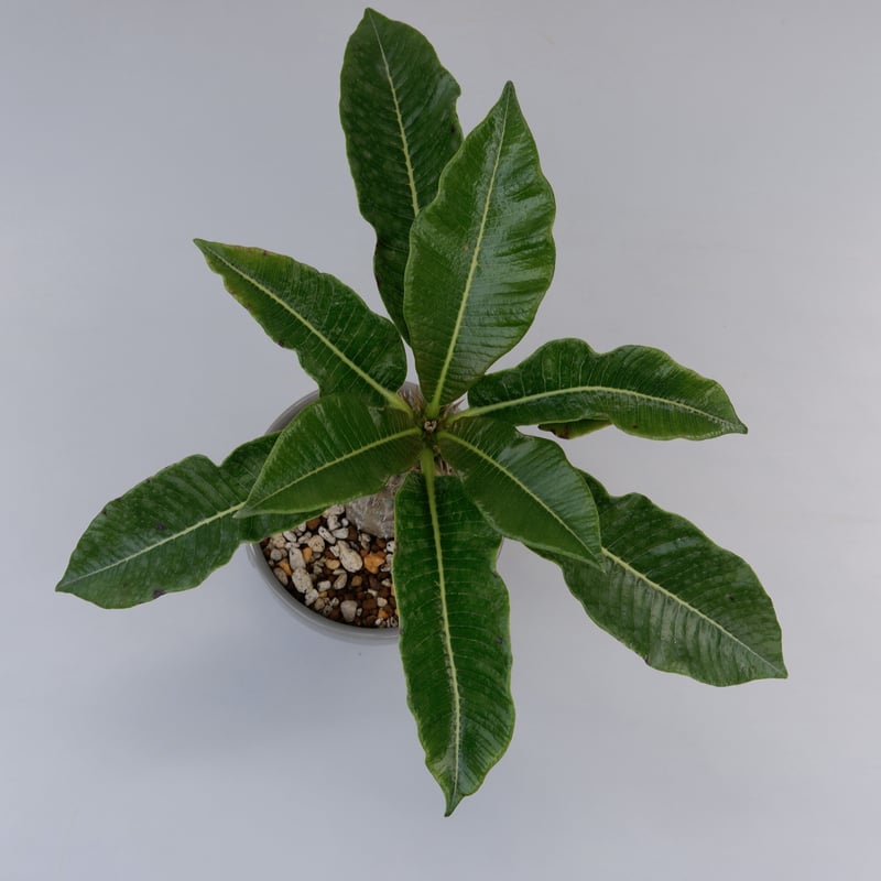パキポディウム バロニー実生株002 Pachypodium baronii | Sunny