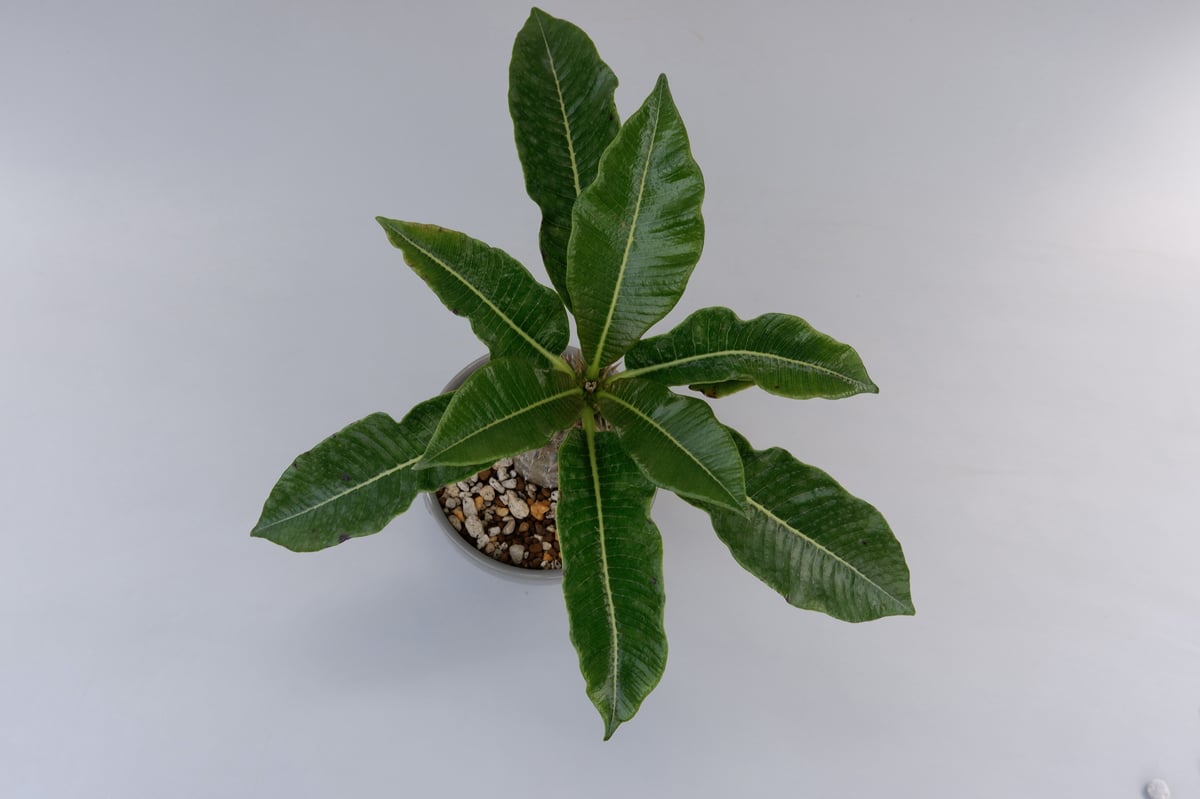 パキポディウム バロニー実生株002 Pachypodium baronii | Sunny