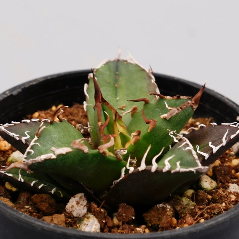 アガベ チタノタ シーザー Agave titanota caesar 085 | Sunny