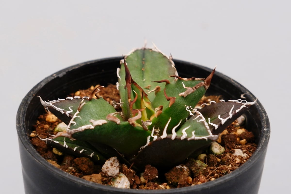 アガベ チタノタ シーザー Agave titanota caesar 085 | Sunny