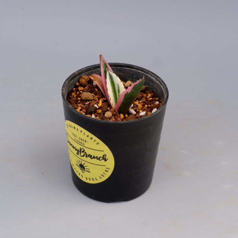 アガベ チタノタ スナグルトゥース Agave titanota Snaggle Tooth