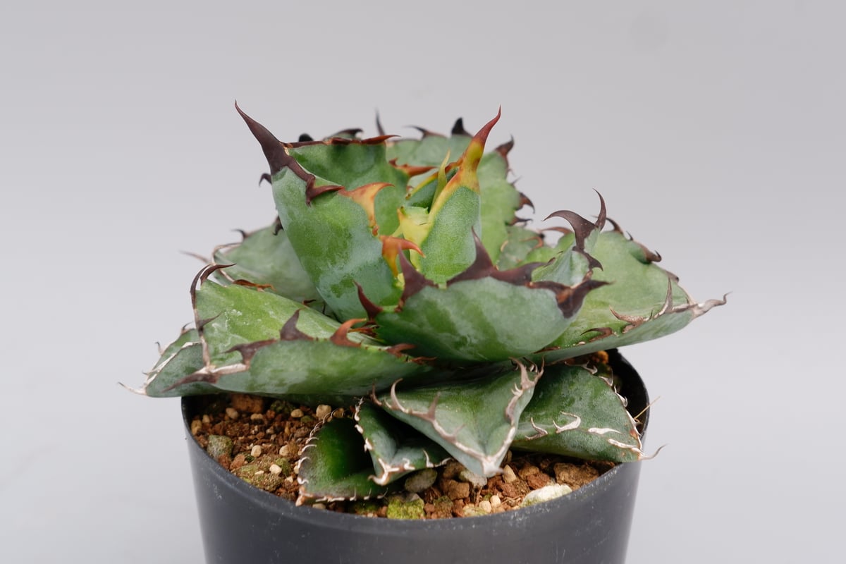 アガベ チタノタ ブラックアンドブルー Agave titanota BB 075 | Sun